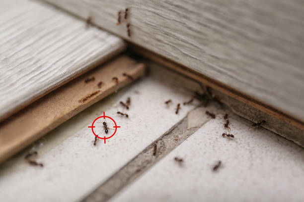 Best Local Pest Control Services  in East Milton, FL