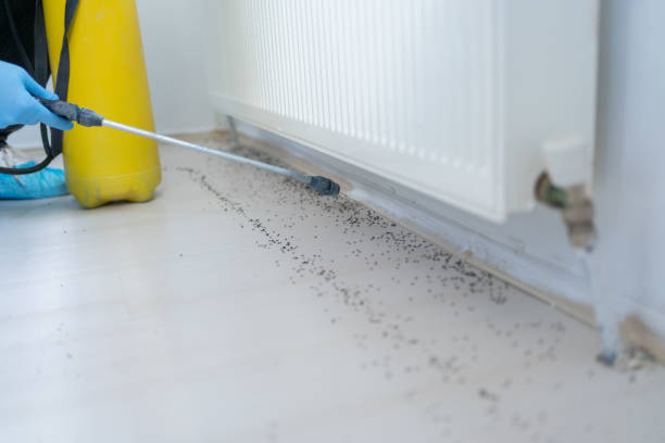 Best Pest Control Near Me  in East Milton, FL